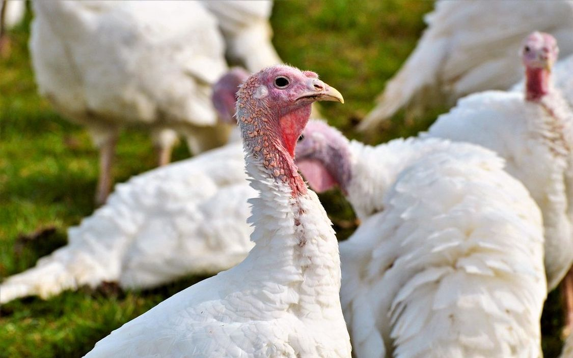 Pasture raised hayvanlarımızdan gelen beslenme destekli ürünler