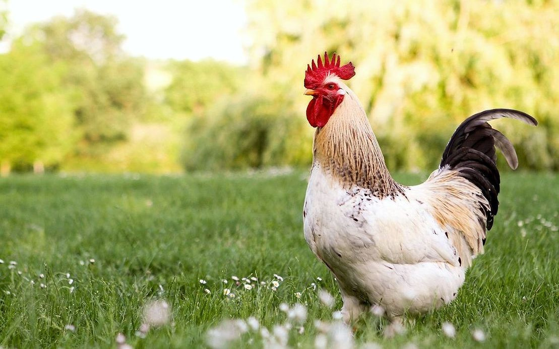 Çiftlik tezgahında satışa hazır taze yumurta sepeti